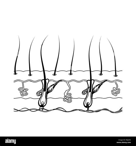 Human Skin Diagram Banque D Images Noir Et Blanc Alamy