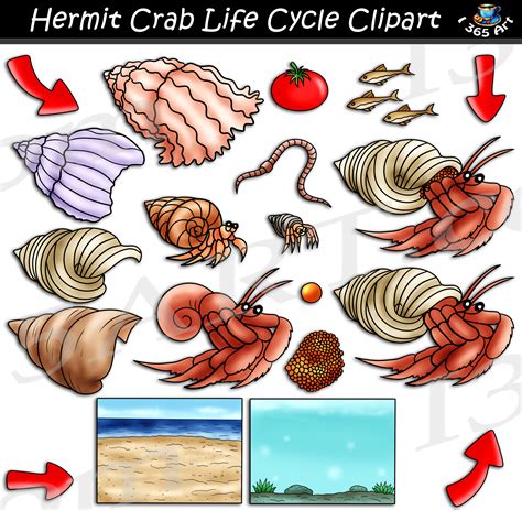 Hermit Crab Life Cycle Clipart Set Download - Clipart 4 School