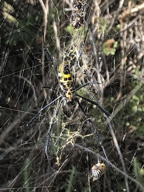 Hairy Golden Orb Weaving Spider From Anne Road Pringle Bay Wc Za On