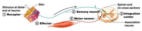 Simple Reflex Arc Diagram Labeled