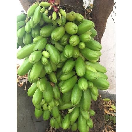 Jual Seedcenter Buah Segar Belimbing Wuluh Besi Sunti Sayur Buluh