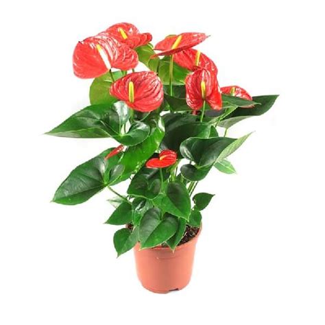 Anthurium (Red) - Plant - KS GARDEN NURSERY