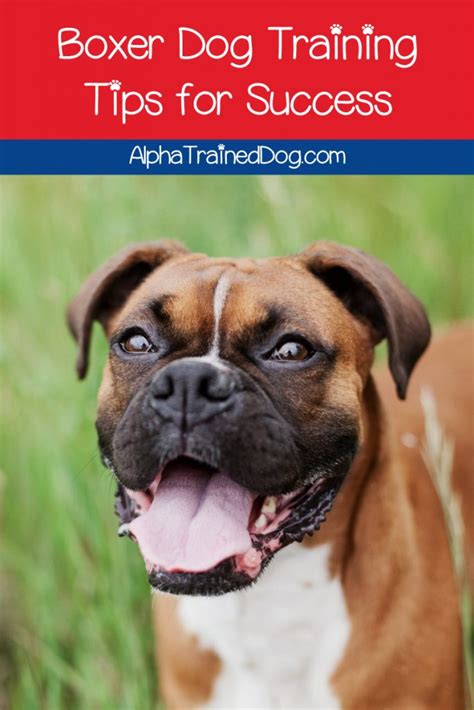 Boxer Dog Training Tips for Success - Alpha Trained Dog