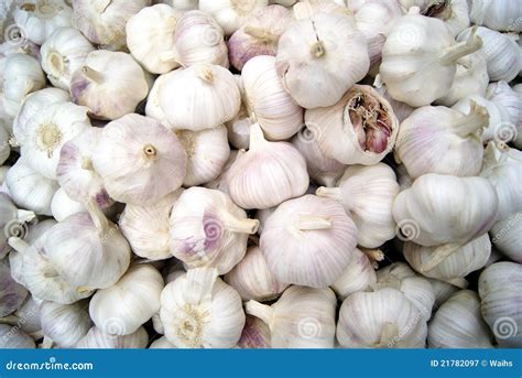 The head of garlic stock image. Image of object, garlic - 21782097