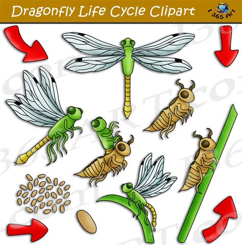 dragonfly life cycle - Dragonfly Facts