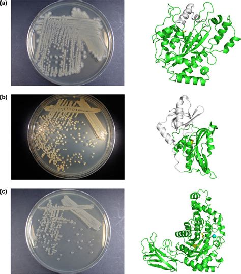 Enzyme Producing Bacteria And Their Respective Enzyme Conformations