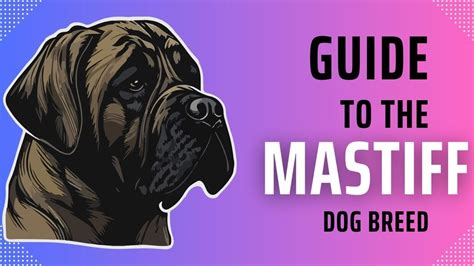 Mastiffs Majestic Giants With A Gentle Heart Total Pet Tales Youtube