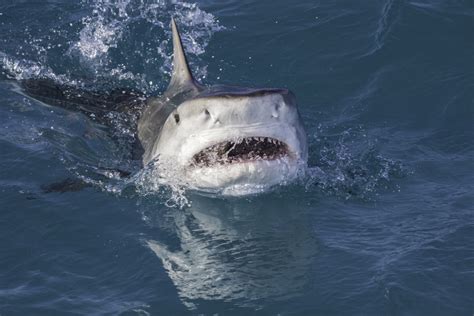 10-Year-Old Boy Attacked by Shark Inside Shark Tank at Bahamas Resort ...