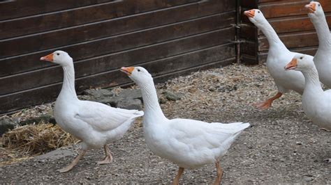 Ferme Du Bel Air Manger Local Paris Saclay