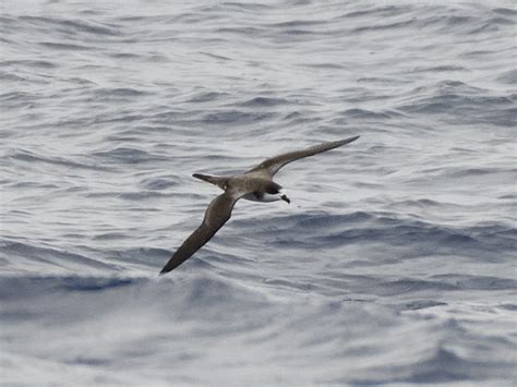 Hawaiian Petrel