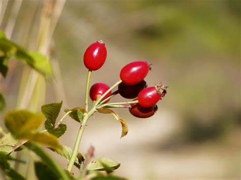 Arbuste Baies Rouges Pour Apporter Une Touche De Couleur Au Jardin