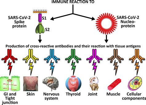 Frontiers Reaction Of Human Monoclonal Antibodies To Sars Cov 2 Proteins With Tissue Antigens