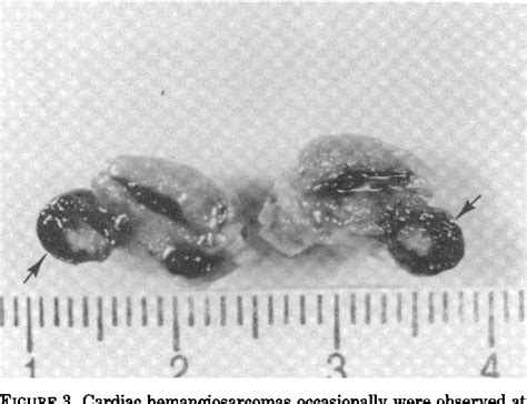 Figure 3 From Morphology Of Neoplastic Lesions Induced By 13 Butadiene In B6c3f1 Mice