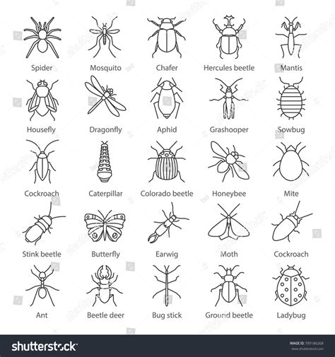 Insects Linear Icons Set Bugs Entomologist Stock Illustration