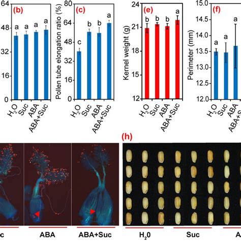 Descriptive Model Of The Crosstalk Between Sucrose And Abscisic Acid Download Scientific