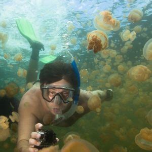 Snorkeling in Jellyfish Lake, Rock Islands, Palau