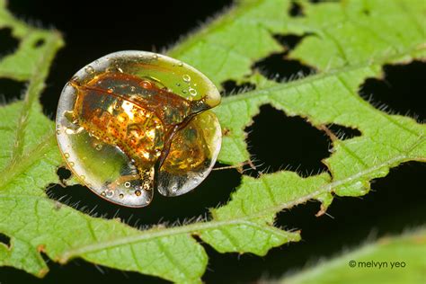 Melvyn's Photography: Golden Tortoise Beetle