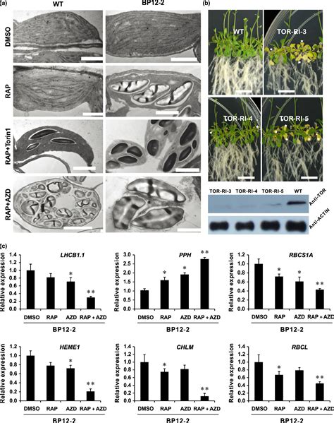 Brassinosteriod Insensitive Bin Acts As A Downstream Effector Of