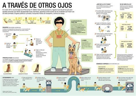 Perros Guía Razas Precios y Entrenamiento Discapacidad Visual