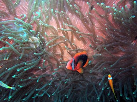 Anemonefish or Clown Fish in Their Natural Habitat Stock Image - Image ...