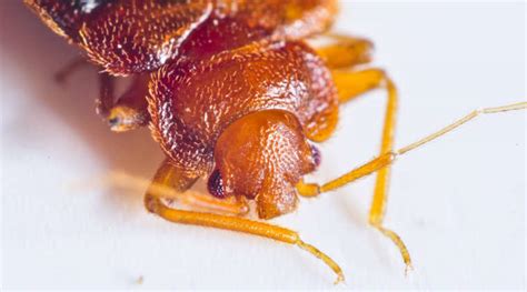 What Not To Do After Finding Bed Bugs Knockout Pest Control