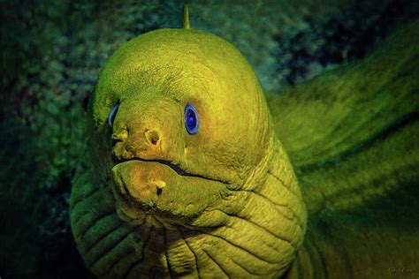 Green Moray Photograph By Chip Evra Fine Art America