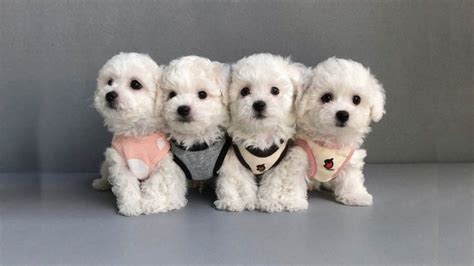 Mini Bichon Frise | 12 Things About Cutest Version of Bichon Frise