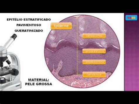 FAQBIO Apoio ao Estudo de Biologia Lâminas de Histologia Tecido