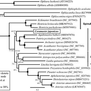 The Maximum Likelihood Ml Phylogenetic Tree Showing The Position Of