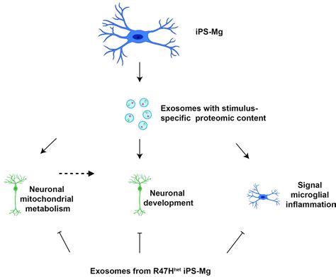 Cells Free Full Text Differential Stimulation Of Pluripotent Stem