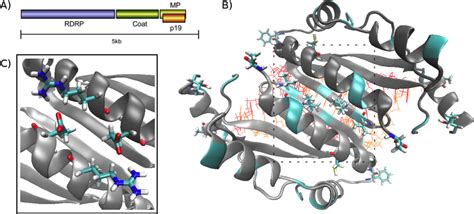 Tombusvirus Genome Structure And P19 Crystal Structure A Schematic