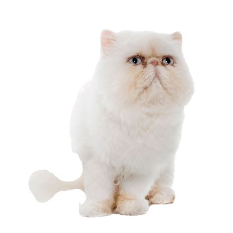 White Persian Cat Isolated, Cat, Studio, Persian Cat PNG Transparent