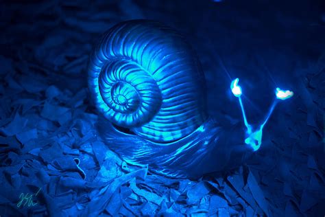 The Blue Snail Photograph By Ori Bengal