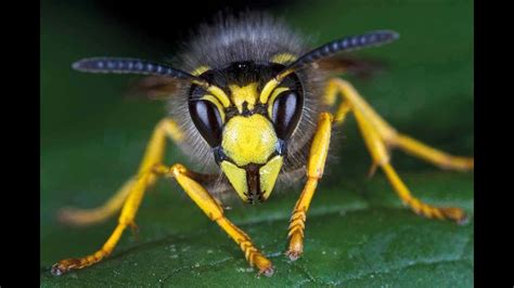 Most Dangerous Wasps On Earth 💀 Deadly Wasps Beautiful Wasp Nest Youtube