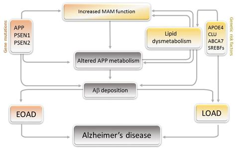 Cells Free Full Text Alzheimer’s Disease A Lipid Story Involvement Of Peroxisome