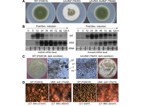 Phenotypes of the A. nidulans flbE deletion mutant. (A) Colonies of A ... 
