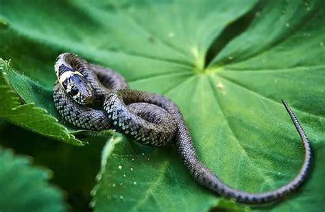 Grass Snake - Description, Habitat, Image, Diet, and Interesting Facts