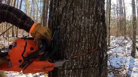 ECHO Timberwolf CS 590 Chainsaw Review Forestry Reviews