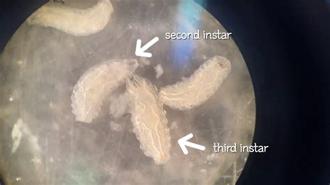 Drosophila Larva Molting 2nd To 3rd Instar Youtube