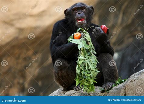 Chimpanc Que Come Una Manzana Imagen De Archivo Imagen De Sentada