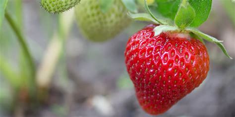 Fragole E Piccoli Frutti A Huelva La Stagione Parte Male Italiafruit