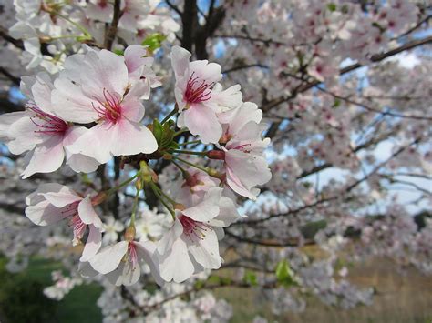 Spring Yoshino Cherry Blossoms Photograph By Kathy Clark