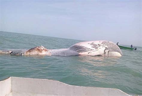 A 42 feet long dead blue whale found at Baandri near Jiwani open sea ...