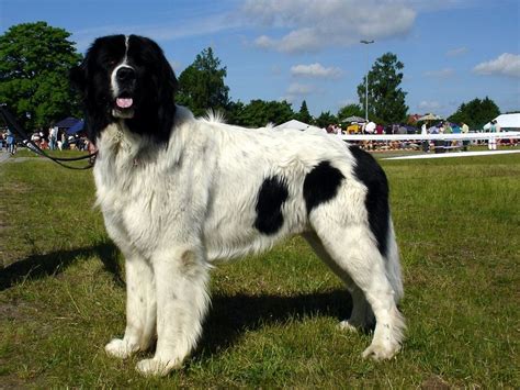 Landseer Newfoundland | GreatDogSite