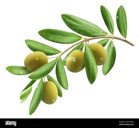 Olive Branch Isolated Hi Res Stock Photography And Images Alamy