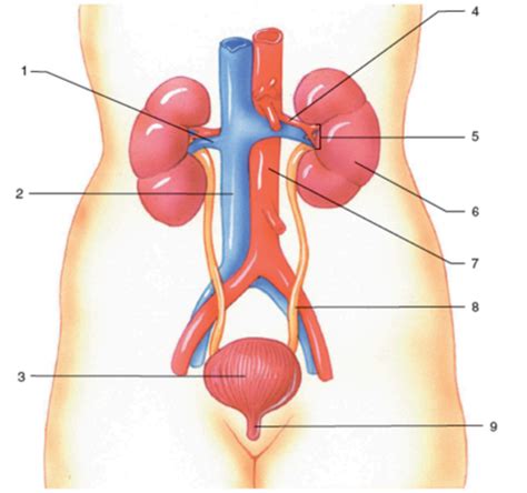 Organs Of Urinary System Diagram Quizlet