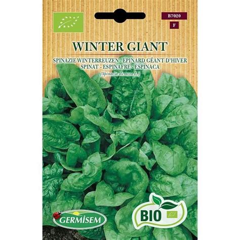 Bio Graines Epinard Géant D Hiver Winter Giant q1439 Cdiscount Jardin