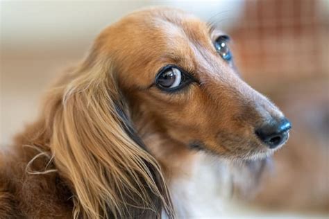 Golden Retriever Dachshund Mix Adorable Golden Dox Puppies Official