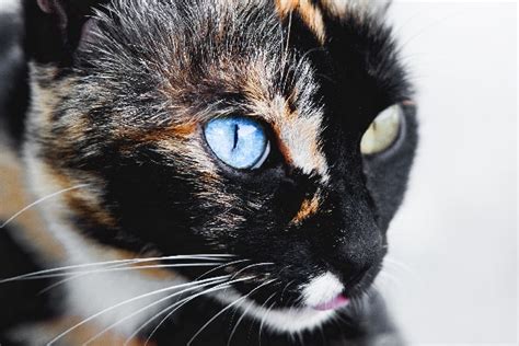 Let’s Talk Cats With Different-Colored Eyes, or Heterochromia in Cats