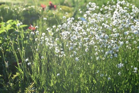 Lychnis Flos Cuculi Petit Henri Lautrejardin